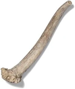 Antler Dog Chew From Pet Expertise, Gigantic 12-14" Long, 1 Piece 23 Antler Dog Chew From Pet Expertise, Gigantic 12-14" Long, 1 Piece -Dog Supply Store 31Mg1uu9IHL. AC