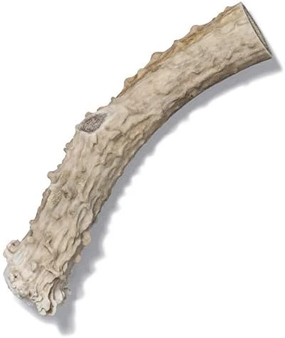 Antler Dog Chew From Pet Expertise, Gigantic 12-14" Long, 1 Piece 10 Antler Dog Chew From Pet Expertise, Gigantic 12-14" Long, 1 Piece - Image 8