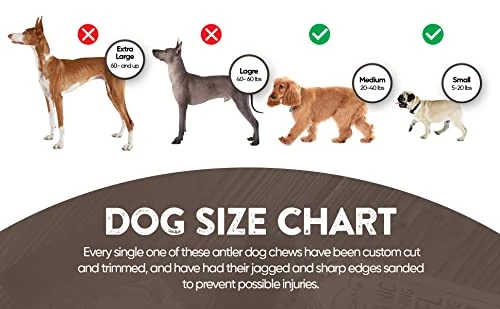 WhiteTail Naturals - Water Buffalo Horns For Dogs (3 Pack Medium) All-Natural Buffalo Horn Dog Chew - Long Lasting Chew Toy For Aggressive Chewers And Teething Puppies 5 WhiteTail Naturals - Water Buffalo Horns For Dogs (3 Pack Medium) All-Natural Buffalo Horn Dog Chew - Long Lasting Chew Toy For Aggressive Chewers And Teething Puppies - Image 3