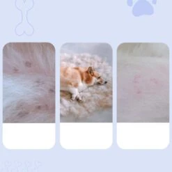 Zentric Pet Comb, Multifunctional Pet Hair Comb Flea And Tear Stain Removal, Dog Lice Comb, Flea Brush For Cats, Fine-Toothed Flea Comb For Long & Short Hair Pet (2 Sets-White) 14 Zentric Pet Comb, Multifunctional Pet Hair Comb Flea And Tear Stain Removal, Dog Lice Comb, Flea Brush For Cats, Fine-Toothed Flea Comb For Long & Short Hair Pet (2 Sets-White) -Dog Supply Store 41EdKY5wq9L