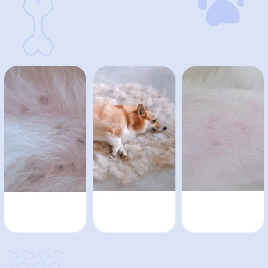 Zentric Pet Comb, Multifunctional Pet Hair Comb Flea And Tear Stain Removal, Dog Lice Comb, Flea Brush For Cats, Fine-Toothed Flea Comb For Long & Short Hair Pet (2 Sets-White) 6 Zentric Pet Comb, Multifunctional Pet Hair Comb Flea And Tear Stain Removal, Dog Lice Comb, Flea Brush For Cats, Fine-Toothed Flea Comb For Long & Short Hair Pet (2 Sets-White) - Image 4