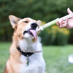 Under The Weather Ready Balance Oral Microbial -Dog Supply Store 41FfwosWMqS