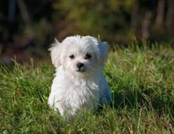 Dog Skin And Coat Supplements - Dog Healthy Hair And Coat - Shinny Coat - Skin Health - Immune Support - Nail Health - Dog Immune Booster - 60 Treats (1 Bottle) -Dog Supply Store 41HlppPYY2L 1