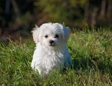 MY LUCKY PETS LLC Dog Skin Soother - Dog Healthy Hair And Coat - Shinny Coat - Skin Health - Immune Support - Nail Health - Dog Immune System Booster - 60 Treats (1 Bottle) 6 MY LUCKY PETS LLC Dog Skin Soother - Dog Healthy Hair And Coat - Shinny Coat - Skin Health - Immune Support - Nail Health - Dog Immune System Booster - 60 Treats (1 Bottle) - Image 4