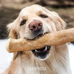 Canophera Coffee Wood Dog Chew Sticks For Regular Chewers - Size Small 16 Canophera Coffee Wood Dog Chew Sticks For Regular Chewers - Size Small -Dog Supply Store 41PXBDz18IL