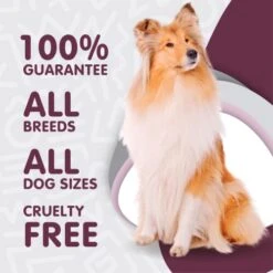 Waggedy Advanced Probiotic & Enzymes Healthy Gut — Digestive Enzymes W/ Papaya — Probiotic Powder — Dog Supplements — Products For Dogs – Food Topper, Powder (114g) -Dog Supply Store 41PhHZFKNoL