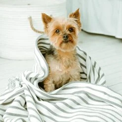 Earthbath 2-in-1 Conditioning Shampoo For Pets – Dog Shampoo And Conditioner, Conditions & Detangles, Made In USA – Mango Tango, 16 Oz -Dog Supply Store 41Ps5xyESFL