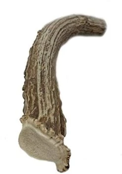 WhiteTail Naturals | Premium Deer Antlers For Dogs (Large) | All Natural Antler Dog Chew | Naturally Shed, Long Lasting Chew Bone, Made In USA (Large (Best For Dogs 40-60 Lbs)) -Dog Supply Store 41dQBNc4x3L. AC 1