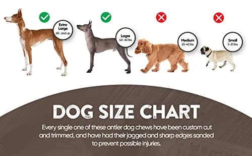 WhiteTail Naturals | Deer Antlers For Large Dogs (2 Pack- Jumbo XXL) All Natural Antler Dog Chew | Naturally Shed, Long Lasting Chew Bone, Made In USA 5 WhiteTail Naturals | Deer Antlers For Large Dogs (2 Pack- Jumbo XXL) All Natural Antler Dog Chew | Naturally Shed, Long Lasting Chew Bone, Made In USA - Image 4