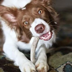Pupford Split Elk Antlers | Durable & Tough Chew Toy & Treat For Aggressive Chewers - Long Lasting, All Natural, Cleans Teeth & Engages Your Pup | 5-8” Long (1 Count) 13 Pupford Split Elk Antlers | Durable & Tough Chew Toy & Treat For Aggressive Chewers - Long Lasting, All Natural, Cleans Teeth & Engages Your Pup | 5-8” Long (1 Count) -Dog Supply Store 41vmhl9vwXL