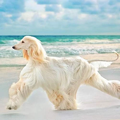 Dog Skin And Coat Supplements - Dog Hair And Coat Health Complex - Healthy Skin And Nails - Itch Relief - Powerful - Vitamin A For Dogs - 120 Treats (2 Bottles) 5 Dog Skin And Coat Supplements - Dog Hair And Coat Health Complex - Healthy Skin And Nails - Itch Relief - Powerful - Vitamin A For Dogs - 120 Treats (2 Bottles) - Image 3