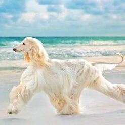 Dog Healthy Coat Supplement - Dog Hair And Coat Health Complex - Healthy Skin And Nails - Itch Relief - Powerful - Dog Vitamin E - 120 Treats (2 Bottles) -Dog Supply Store 41vxdW6as8L 3