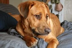 Dog Itch Remedies - Allergy And Itch Relief For All Dogs - Any Size - With Turmeric And QUERCETIN - Immune Boost - Turmeric For Large Dogs - 2 Bottles (150 Tablets) 12 Dog Itch Remedies - Allergy And Itch Relief For All Dogs - Any Size - With Turmeric And QUERCETIN - Immune Boost - Turmeric For Large Dogs - 2 Bottles (150 Tablets) -Dog Supply Store 41y9zVUA3PL 3