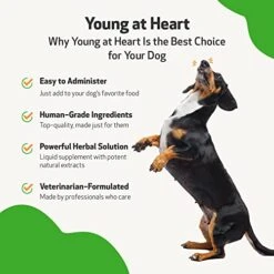 Pet Wellbeing Young At Heart For Dogs - Vet-Formulated - Supports Heart (Cardiovascular) Health - Natural Herbal Supplement 2 Oz (59 Ml) -Dog Supply Store 512sZY6Q3AL