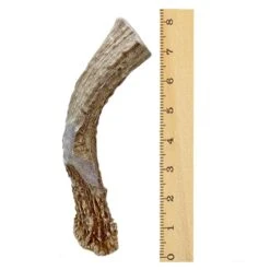 WhiteTail Naturals | Premium Deer Antlers For Dogs (Extra Large) | All Natural Antler Dog Chew | Naturally Shed, Long Lasting Chew Bone, Made In USA -Dog Supply Store 5134NnjD3NL
