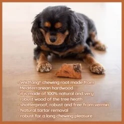 Wildfang® | Chewing Root Made From Tree Heather For Dogs, Dental Care & Masticatory Muscle Training, Natural Chew Toy…… 19 Wildfang® | Chewing Root Made From Tree Heather For Dogs, Dental Care & Masticatory Muscle Training, Natural Chew Toy…… -Dog Supply Store 517cs3MpHKL