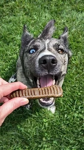 Jiminy's Dental Chews For Medium Sized Dogs – Cinnamon Dog Dental Chews, Teeth Cleaning Dog Treats, Reduce Tartar And Plaque, Made In USA, Cruelty Free, Dog Breath Freshener – 12 Chews 5 Jiminy's Dental Chews For Medium Sized Dogs – Cinnamon Dog Dental Chews, Teeth Cleaning Dog Treats, Reduce Tartar And Plaque, Made In USA, Cruelty Free, Dog Breath Freshener – 12 Chews - Image 3