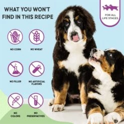 Health Extension Dry Dog Food, Natural Food With Added Vitamins & Minerals, Suitable For Puppies & Dogs, Original Chicken & Brown Rice Recipe (4 Pound / 1.8 Kg) -Dog Supply Store 51DOCG7qdwL