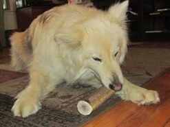 EcoKind Pet Treats Premium Elk Antlers For Dogs – Natural Antler Dog Treats – Healthy & Long-Lasting Dog Antler Tips – Odorless & Delicious – No Chemicals – 4 Pack -Dog Supply Store 51HAFbP13RL