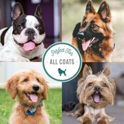 Nature's Specialties Colloidal Oatmeal Ultra Concentrated Dog Shampoo Concentrate For Pets, Makes Up To 1.5 Gallons, Natural Choice For Professional Groomers, Relieves Itching, Made In USA, 16 Oz -Dog Supply Store 51LCYNydqzL