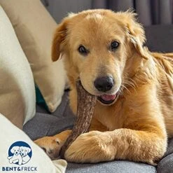 Antler Dog Chew From Pet Expertise, Gigantic 12-14" Long, 1 Piece 17 Antler Dog Chew From Pet Expertise, Gigantic 12-14" Long, 1 Piece -Dog Supply Store 51dBIqGJdrS