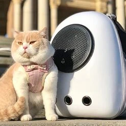 JOZZY Pet Travel Bag Large Bubble Cat Backpack Outdoor Travel Bag Astronaut Backpack Carrier For Kitten Dog Pet Supplies Cat Accessories Travel Bags (Color : Gray) -Dog Supply Store 51dciLxjf6L