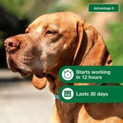 Advantage II Large Dog Vet-Recommended Flea Treatment & Prevention | Dogs 21-55 Lbs. | 4-Month Supply -Dog Supply Store 51g8GYsUZmL