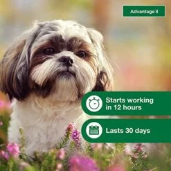 Advantage II Small Dog Vet-Recommended Flea Treatment & Prevention | Dogs 3-10 Lbs. | 4-Month Supply -Dog Supply Store 51iA298KPRL