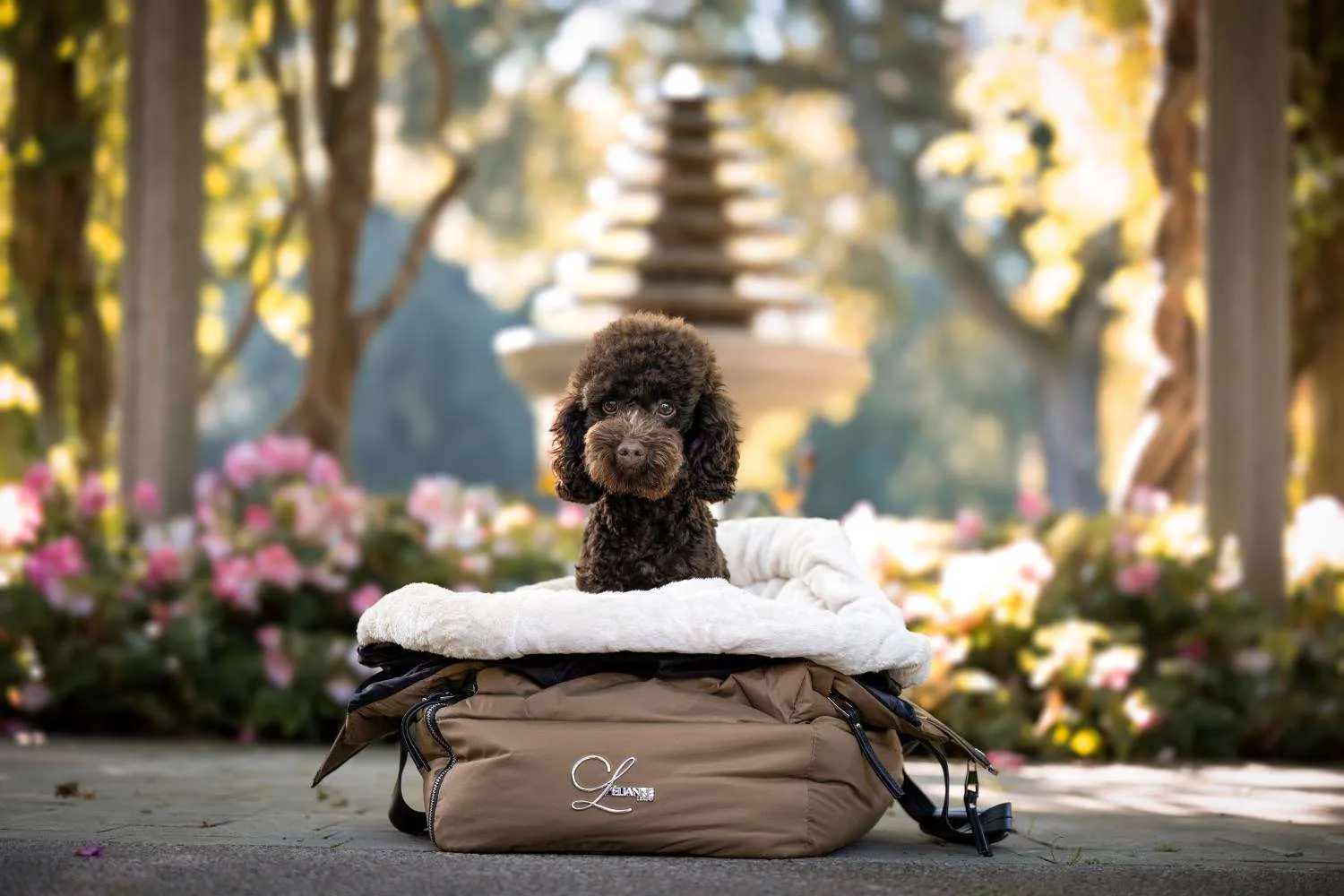 Dog Supply Store -Dog Supply Store ROS3965 Edit copy 2 1.jpgu 1